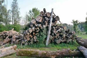 un' mucchio di logs nel il foresta foto