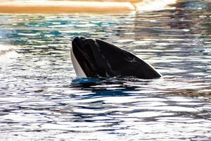 un' uccisore balena è nuoto nel il acqua foto