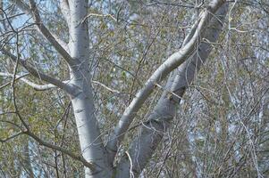 autunno albero ramo con bellissimo naturale crescita e le foglie foto