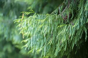 verde sospeso rami di il kashmir cipresso. foto