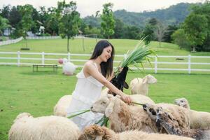 asiatico donna alimentazione di gregge di pecora su erba nel rurale azienda agricola foto