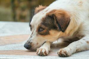 solitario bianca Marrone vagante cane dire bugie su il pavimento foto