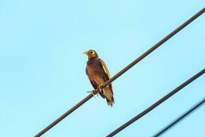 Comune myna o indiano myna uccello percepito su cavo nel campagna foto