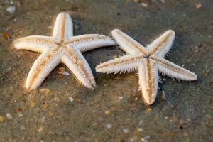 stella marina menzogna su il sabbioso spiaggia di oceano foto