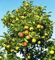 ai generato un' bellissimo verde Mela albero. ai generato foto