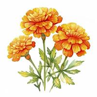 ai generato acquerello autunno calendula fiori con gocce di pioggia su bianca sfondo. ai generato foto