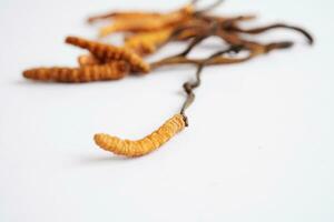 cordyceps sinensis o ofiocordyceps sinensis isolato su bianca sfondo, fungo erba trattamento medicinale. foto