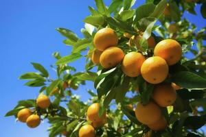 ai generato arancia frutta su albero. ai generato foto