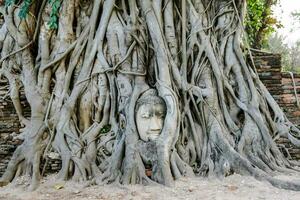 un' Budda testa è in crescita su di il radici di un' albero foto