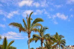 palma alberi nel il sole su un' spiaggia foto