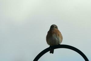 Questo carino poco Bluebird sat arroccato su il pastori gancio. il poco aviaria era In arrivo nel per alcuni cibo. il suo arrugginito arancia e bianca pancia ha un' bella Guarda contro il blu piume di il uccello. foto