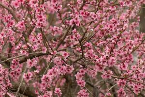 queste carino poco uccelli siamo seduta nel il pesca albero. il colori di il aviaria In piedi fuori. io amore il rosa fiori e Come essi Guarda piace ciliegia fiori. il carino uccelli siamo appena arroccato qui. foto