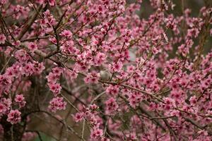 queste carino poco uccelli siamo seduta nel il pesca albero. il colori di il aviaria In piedi fuori. io amore il rosa fiori e Come essi Guarda piace ciliegia fiori. il carino uccelli siamo appena arroccato qui. foto