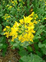 struttura, sfondo, modello, superficiale profondità di campo, erba nel il prato, vegetazione consistente di tipicamente corto impianti con lungo stretto le foglie foto