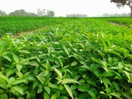 metraggio di iuta i campi nel verde bangladesh. il verde iuta le foglie siamo ondeggiante nel il vento. foto