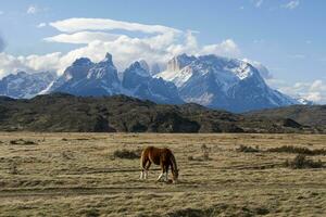 cavallo nel a partire dal di un' montagna foto