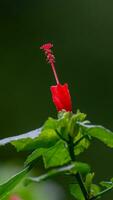 scarpa fiore, ibisco, Cinese rosa fioritura nel il giardino foto