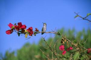 Catalina isola colibrì foto