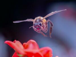 volante miele ape raccolta polline a rosa fiore o rosa. ape volante al di sopra di il rosso fiore nel sfocatura sfondo. il mondo di insetti nel macro fotografia ape raccolta polline foto