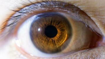macro tiro di Marrone occhio, vicino su di adulto asiatico occhio con ciglia. foto