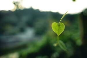 verde cuore foglia nel natura foto