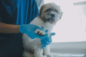 veterinario l'esame cane e gatto. cucciolo e gattino a veterinario medico. animale clinica. animale domestico dai un'occhiata su e vaccinazione. Salute cura. foto