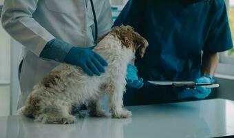 veterinario l'esame cane e gatto. cucciolo e gattino a veterinario medico. animale clinica. animale domestico dai un'occhiata su e vaccinazione. Salute cura. foto