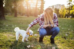 bellissimo donna è giocando con sua maltese cane nel il parco. foto