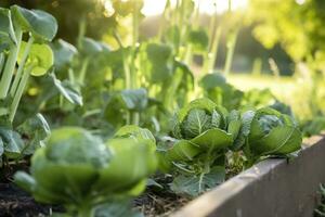 ai generato fresco biologico Bruxelles germogli in crescita nel il giardino. in crescita proprio frutta, verdure. ai generato foto