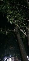un' albero con un' uccello seduta su esso a notte foto