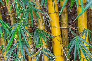 alberi di bambù giallo verde foresta tropicale san jose costa rica.