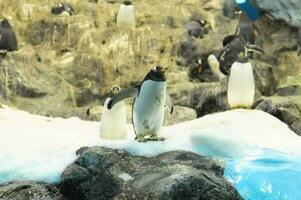 pinguini nel il zoo foto