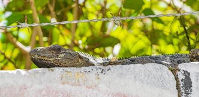 l'iguana messicana si trova sul muro sotto il recinto di filo spinato messico. foto