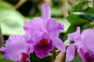 un' vicino su di Due viola orchidee foto