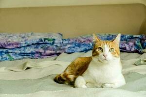 un' gatto seduta su un' letto con un' coperta foto