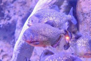 un' gruppo di blu e viola pesce nel un acquario foto
