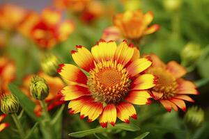 ai generato gaillardia o coperta fiore. luminosa e colorato occhiali da sole di caldo toni. ai generato foto