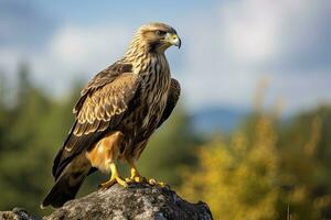 ai generato falco seduta su roccia guardare per preda. ai generato foto