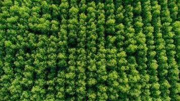 aereo Visualizza di eucalipto piantagione nel Tailandia. superiore Visualizza di coltivazione le zone o agricolo terra nel all'aperto asilo. coltivazione attività commerciale. naturale paesaggio sfondo. foto