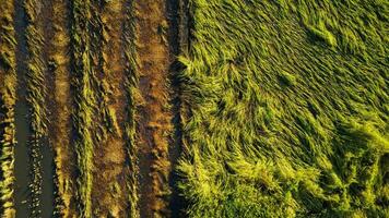 caduta riso nel il campo. riso impianti caduto perché di forte venti e pioggia prima raccolto. riso è danneggiato dovuto per rotto cannuccia, fabbricazione esso Di Più difficile per raccolto. foto