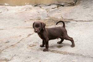 carino poco cucciolo pipì su il marciapiede. foto