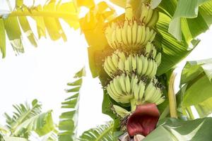 frutta di banana cruda con foglie di banana in natura