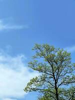 albero con morbido verde fresco fogliame contro il blu cielo foto