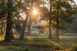 su un presto mattina, un' sunburst appare attraverso il le foglie nel un est Texas foresta. foto