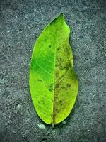 un' verde foglia posa su il terra foto