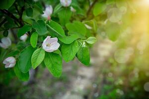 rosa bellissimo Mela cotogna fiore nel il giardino all'aperto foto