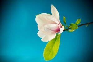 uno rosa fiore su un' ramo di fioritura magnolia vicino su foto