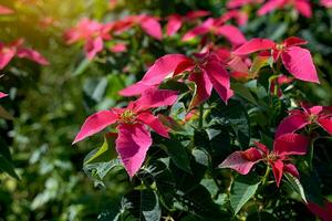 poinsettia è un' arbusto con buio verde fogliame. a forma di lancia brattee venire nel molti colori, Compreso bianca, giallo, rosso e rosa. giallo fiori modulo un' mazzo a il fine di il superiore. foto