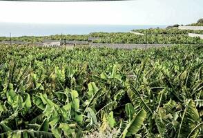 Banana alberi nel il mezzo di un' campo foto