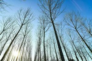 un' gruppo di spoglio alberi nel il sole foto